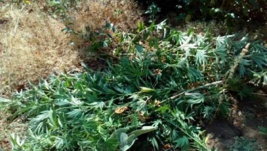 Kultivonte bimë narkotike në banesë, pranga 23-vjeçarit nga Tepelena 