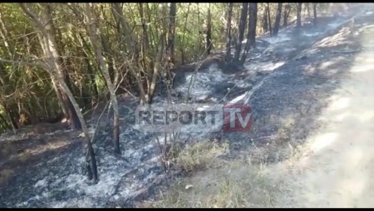 Fier/ Zjarr në pyllin e fshatit Peshtan, nuk dihen arsyet