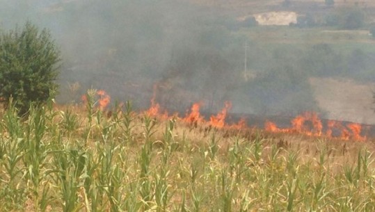 Zjarr i madh në Synej të Kavajës, tre zjarrfikëse nisen me urgjencë nga Tirana
