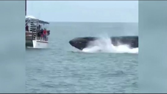Friksohen turistët, balena gjigande u kërcen para varkës (Video)