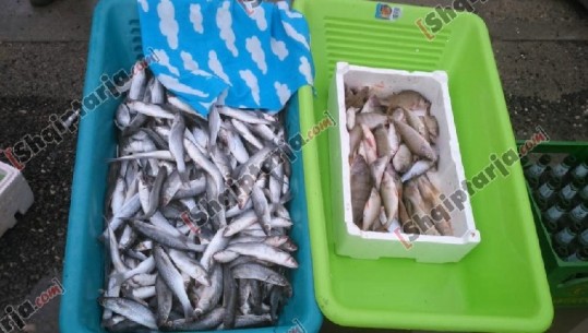 Aksioni i AKU në Lezhë/ Sekuestrohet peshk, mish dhie dhe derri jashtë standarteve ushqimore