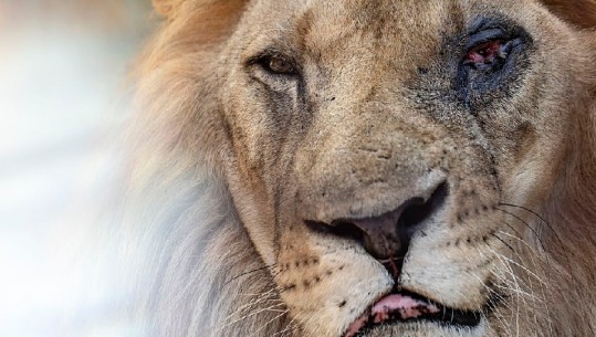 U pagëzua me emrin 'Kopshti zoologjik i ferrit', Daily Mail publikon foto nga Fieri: Aty ku luani vuan për të ngrënë (FOTO)