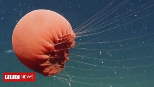 Zbulohet specia e rrallë e detit, kandili i kuq (Video)
