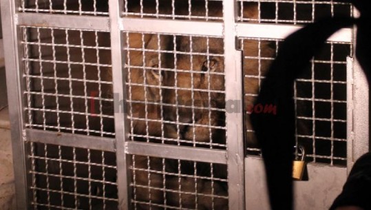 Shpëtohen kafshët e Fierit, transportohen nga kopshti zoologjik privat në Tiranë