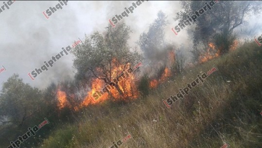 Digjen 40 hektarë pyll, vihet nën kontroll zjarri masiv në malet e Librazhdit