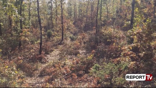 Banorët nuk pyesin për 'zonat e mbrojtura', pyjet e Funarës në Elbasan drejt shfarosjes