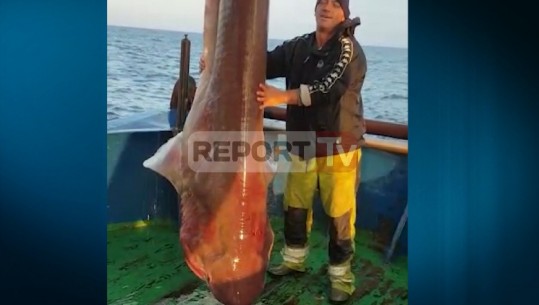 E rrallë, kapet peshkaqeni me peshë 400 kg në Durrës (VIDEO)