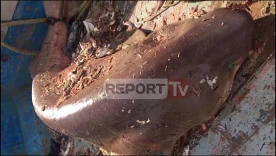 Kapet peshkaqeni i rrezikshëm në Himarë, peshon 412 kg (VIDEO)