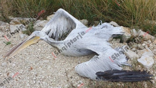 Gjuetia e paligjshme s'kursen as shpendët e rrallë, saçmat e armës së gjahut vrasin Pelikanin Kaçurrel në Lagunën e Nartës (VIDEO-FOTO)