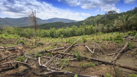 Shqipëria, ndër vendet me më pak pyje në Europë, vetëm 28% e sipërfaqes e gjelbëruar