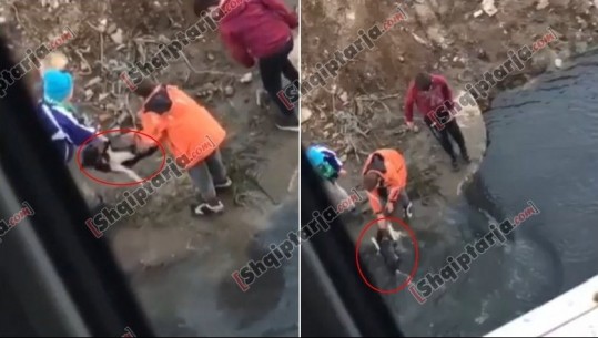 PAMJE TË RËNDA/ Tre të rinj në Lezhë torturojnë dhe hedhin në ujë një qen, kafsha përpëlitet 