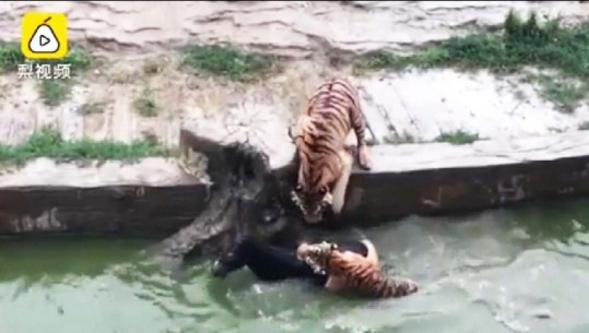 Kinë, protestë makabre në kopshtin zoologjik të Janceng, gomari ofrohet si ushqim për tigrat/VD