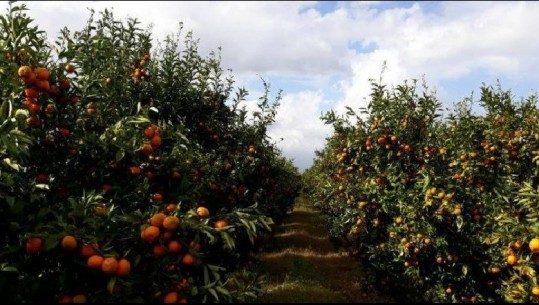 Protestë për mandarinën në Konispol, fermerët: Po shitet me 30 lekë, e padrejtë
