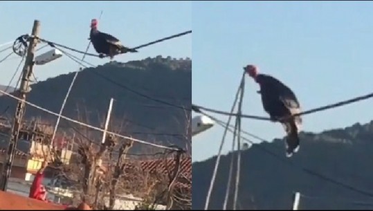 Çudira shqiptare në Berat/ Gjeli i detit që refuzon të theret, ja çfarë i punon të zotit shpendi dinak (Video)