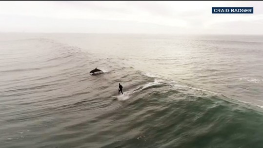 Takim magjik me delfinët në Ventura Beach (VIDEO)