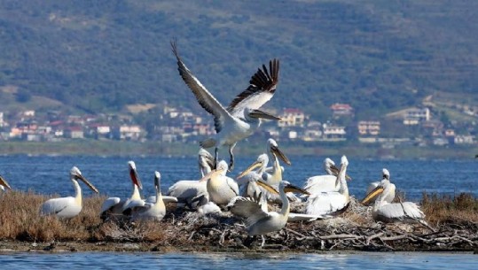 Censusi në Parkun e Divjakës, nis numërimi i shpendëve ujorë, emigratorë dhe autoktonë