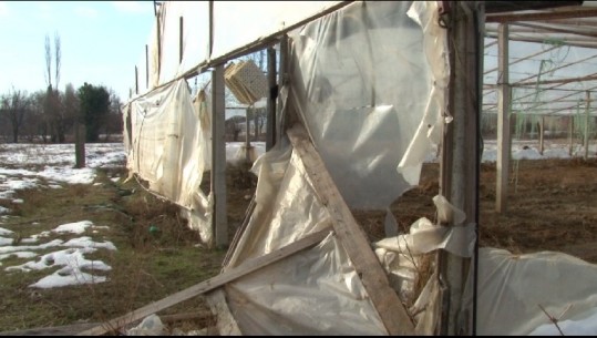 Bora shkatërron serat dhe prodhimet në Kosmaç të Shkodrës, fermerët: Kërkojmë mbështetjen e qeverisë 
