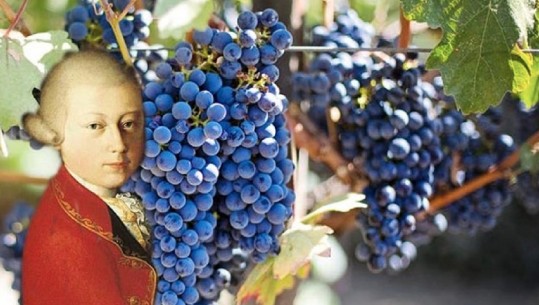 Eksperimenti dhjetëvjeçar në Toskana, muzika e Mozartit e bën rrushin më të ëmbël