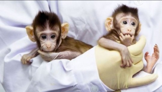 Kinë, përmes klonimit është bërë e mundur lindja dy majmunëve identikë