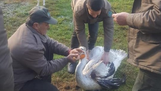 Pelikani i plagosur në Shkodër, Drejtori i Parkut të Karavastasë: U qëllua me armë, sot operohet (FOTO)