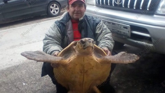 E rrallë, breshka 60 kg bie në rrjetën e peshkatarëve të Sarandës (VIDEO)