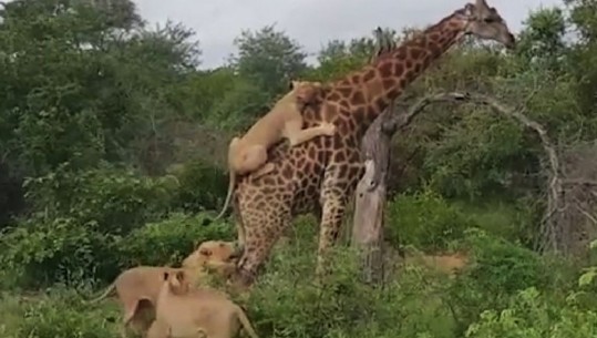  Afrikë e Jugut/Gjuetia e pamundur: Pesë luanë ngjitur në qafë dhe këmbët e një xhirafe, mundohen ta bëjnë atë vaktin e tyre (VIDEO)