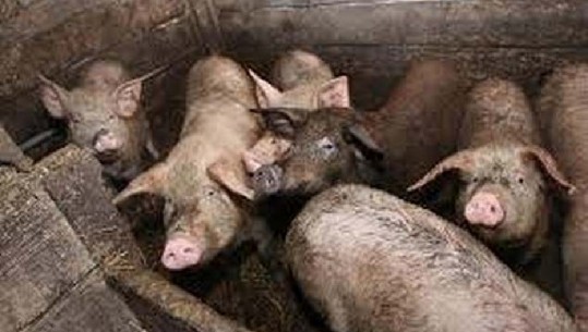 Masakrohet nga derrat e uritur në fermë, 56-vjeçarja humb jetën tragjikisht