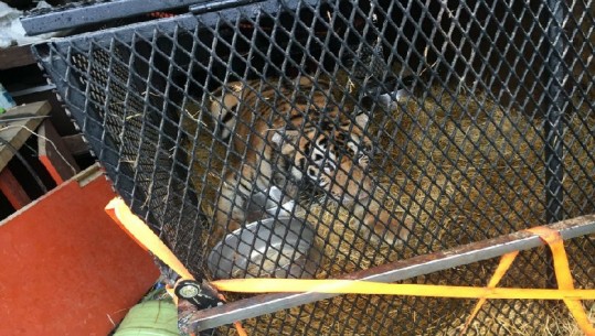 Teksas/ Raportoi një tigër në një banesë të braktisur, policia mendoi se ishte nën efektin e drogës