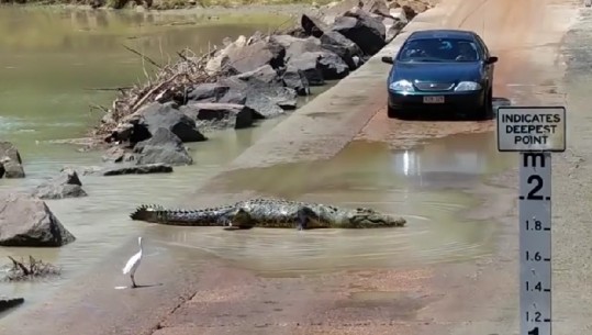 Krokodilët 'pushtojnë' rrugët e Australisë (VIDEO)
