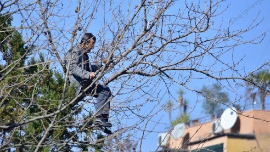 Protesta e opozitës, simpatizantët  e PD ngjiten mbi pemë (VIDEO-FOTO)