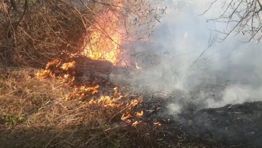 Zjarr masiv në Mallakastër, digjen dhjetëra rrënjë ullinj (VIDEO)