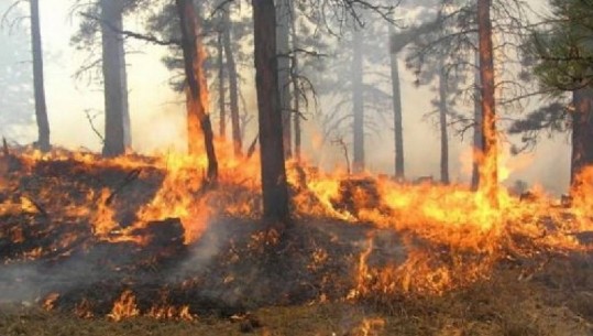 Dogji 'pa dashje' pyjet e Mallakastrës, në pranga 56-vjeçari