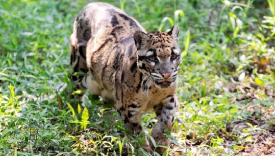 Nuk ishte parë për 36 vite/ Leopardi 'unik' rishfaqet në Taivan