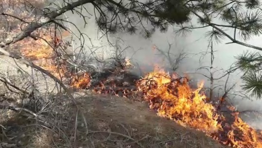 Zjarr në Bulqizë, digjen dy hektarë pisha
