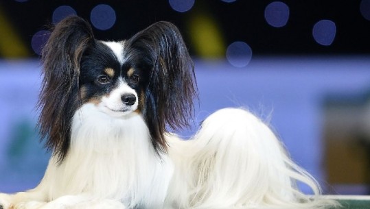 Mbi 27 mijë qen në konkursin e bukurisë në Birmingham (VIDEO)