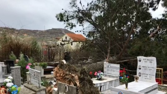 Era e fortë bënë 'kërdi' në Lezhë, pishat rrëzohen mbi varreza (VIDEO)