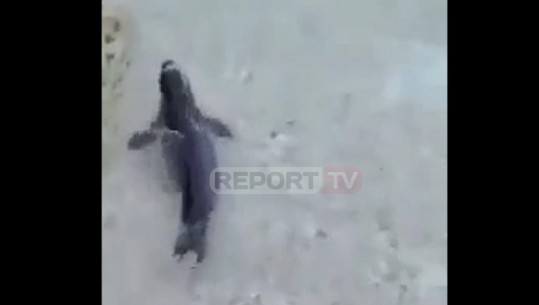Fokat e veçanta 'vizitojnë' Vlorën, një peshkaqen bishtdhelpër bie në rrjetë (VIDEO)
