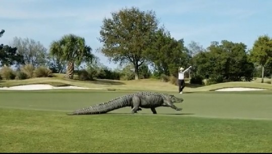Krokodili ndërpret ndeshjen e golfit (VIDEO)
