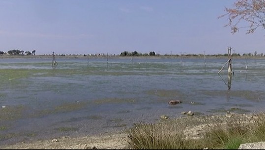Ndotje masive në Lagunën e Merxhanit në Lezhë, rrezikohet edhe plazhi i Shëngjinit