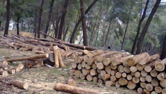 Pogradec/ Preu pyjet pa leje, procedohet penalisht autori dhe specialisti në bashki