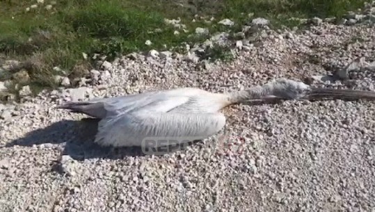 Gjendet i ngordhur në Nartë Pelikani Kaçurrel (VIDEO)