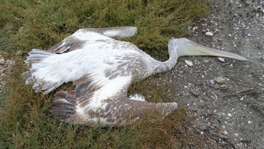 Mësohet shkaku i ngordhjes se Pelikanëve në Lagunën e Nartës
