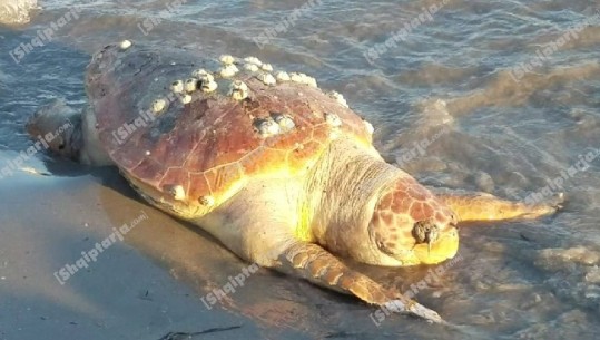 Gjendet një tjetër breshkë gjigante në bregdetin e Durrësit (VIDEO)