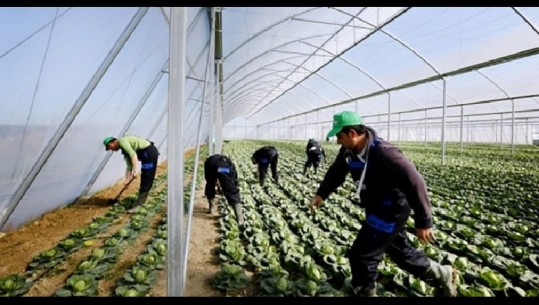 Karantina/ Agrobiznesi thirrje qeverisë: Lejoni blegtorët e bujqit të qarkullojnë pa orar, që të shmangim kolapsin