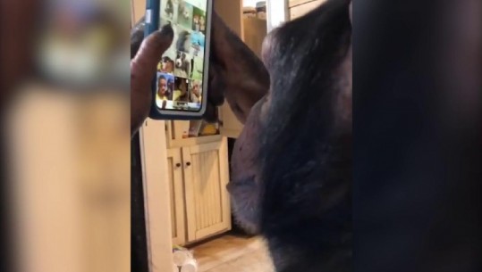 Shimpazeja që po thyen rekordet e klikimeve, përdor iPhone dhe lundron në Instagram (VIDEO)