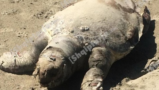 Breshka 'kareta-kareta' gjendet e ngordhur në plazhin e Vlorës 
