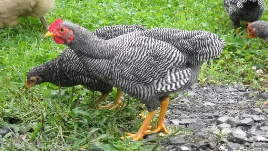 Vlorë/ Policia arreston 'hajdutët e pulave', për çfarë akuzohen tjetër