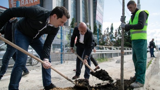Mbillen 500 pemë përgjatë rrugës dytësore Tiranë - Kashar