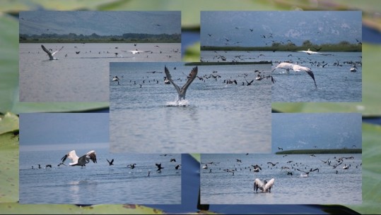 Imazhe të rralla, Pelikani Kaçurel shfaqet në liqenin e Shkodrës