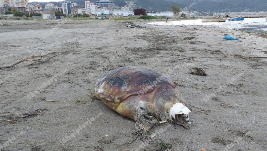 E treta brenda muajit, një tjetër breshkë 'kareta-kareta' gjendet e ngordhur në plazhin e Vlorës (FOTO)